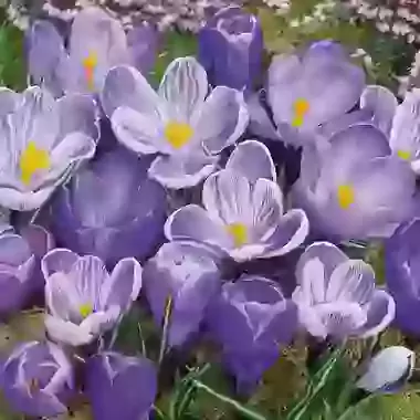 Large Flowering Blue Crocus - 3 Colours